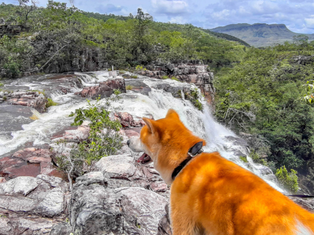 Cachoeiras Pet Friendly Da Chapada Dos Veadeiros Viajante M Vel